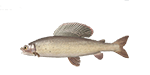 Arcticgrayling.png
