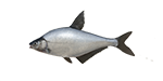 bluebream.png