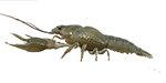 crayfish.png
