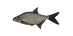 easternbream.png