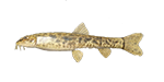 loach.png