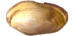 rivermussels.png