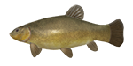 tench.png
